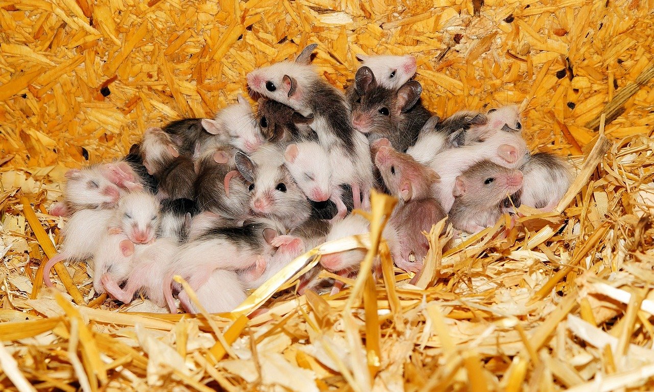 Quelle est la période de reproduction des souris ?