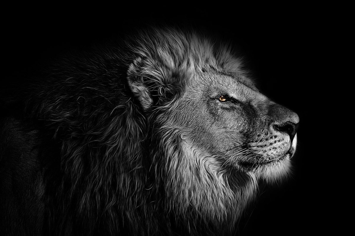 tableau-lion.jpg
