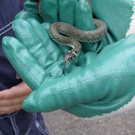Comment fonctionne une pince pour serpents ?
