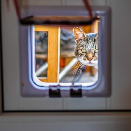 mutuelle pour chat pas cher