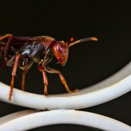 destruction de nids de guepes à Liege