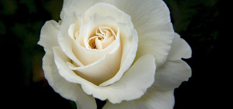 Signification et symbole de la rose blanche