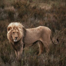 tableau sur le thème sauvage